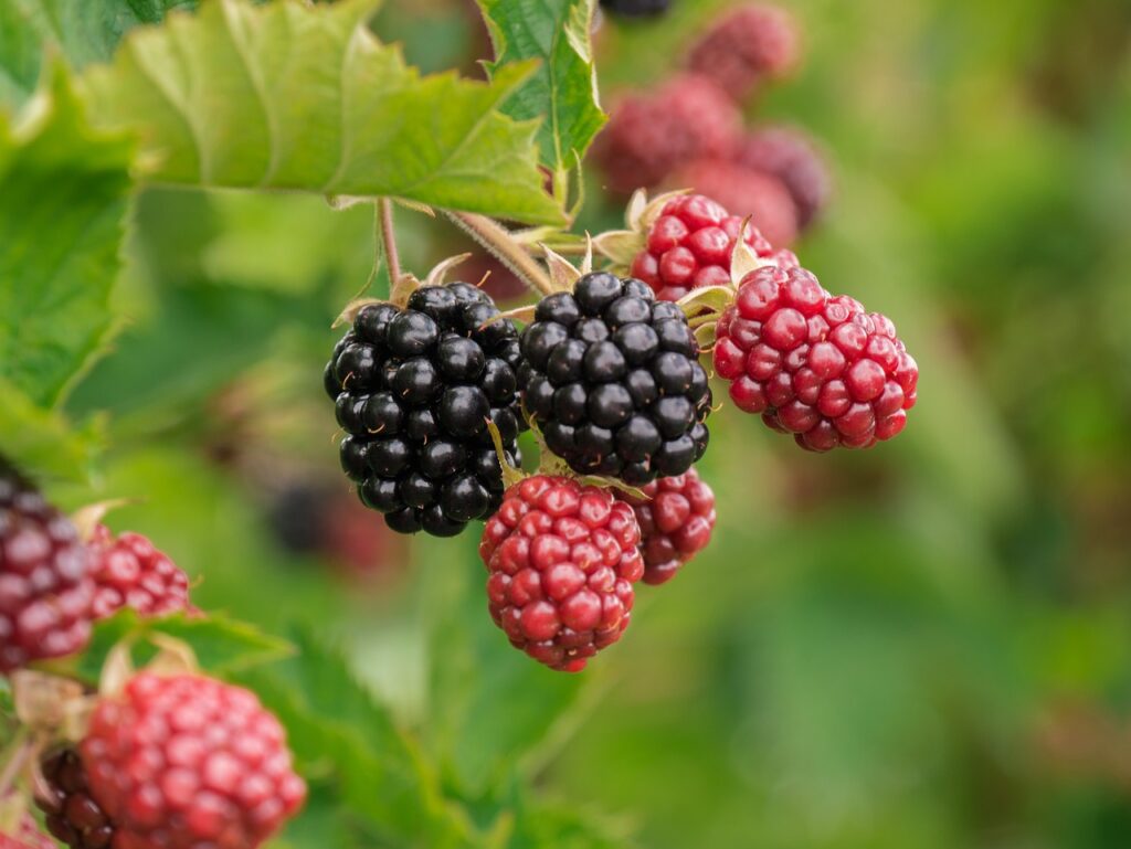 Brombeeren Natur Die seltensten Beeren in Pokémon Ein Leitfaden